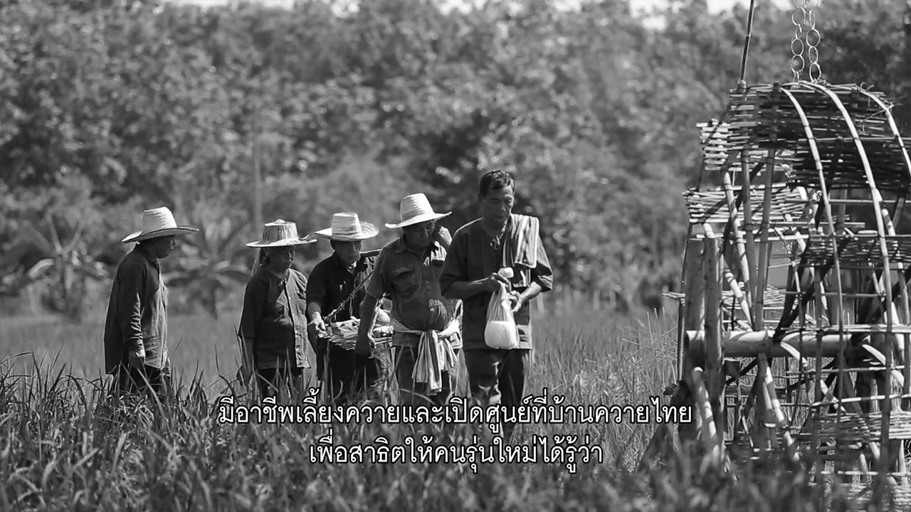 ปลูกวันแม่ เกี่ยววันพ่อ - ข้าวก่ำ (ข้าวเหนียวดำ)