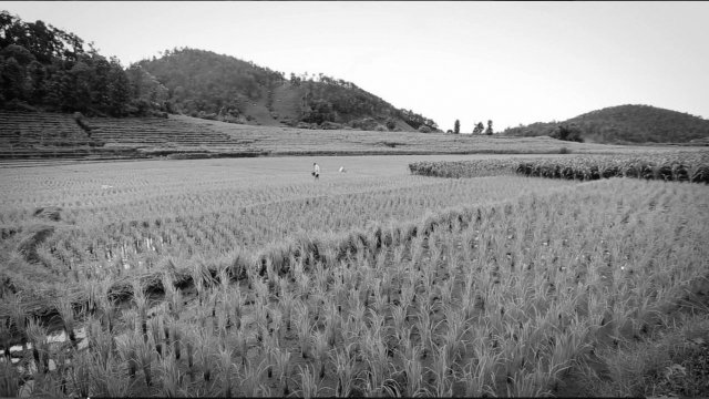 ข้าวดอย