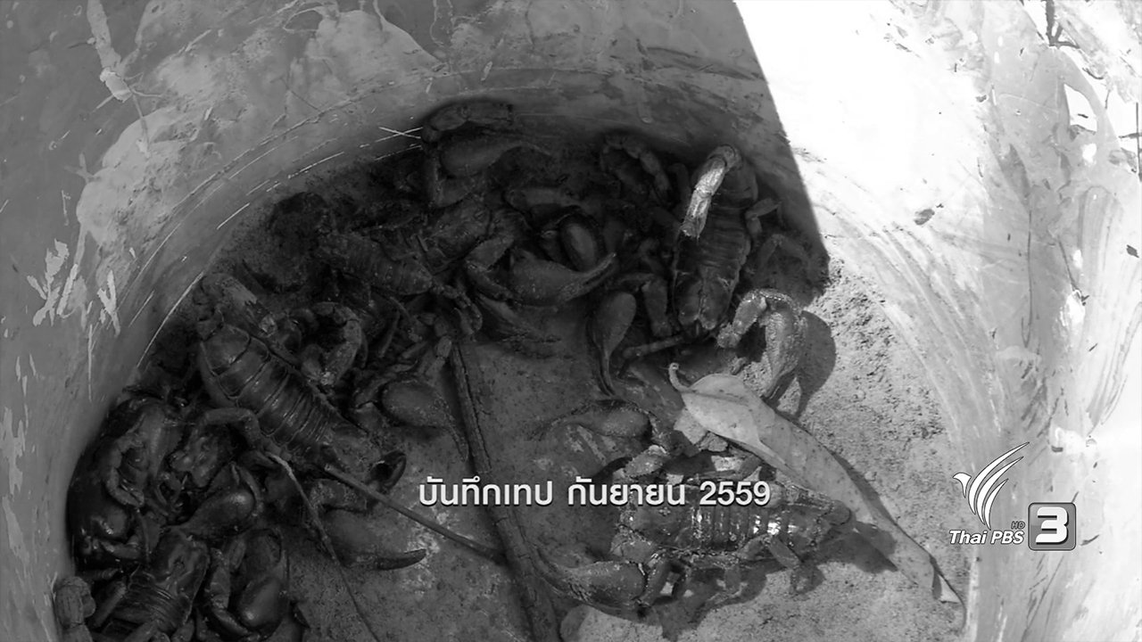 ข่าวค่ำ มิติใหม่ทั่วไทย - ตะลุยทั่วไทย : แมงป่องช้าง