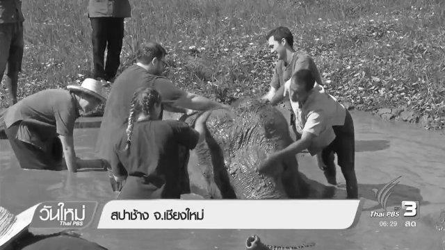 สปาช้าง จ.เชียงใหม่