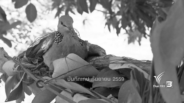 ตะลุยทั่วไทย : เพนียดนกเขา