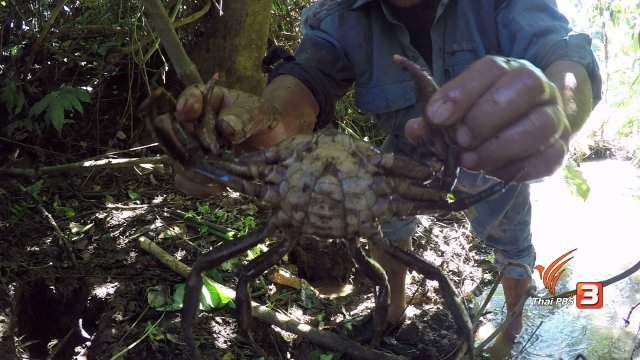 ตะลุยทั่วไทย : ปูผา