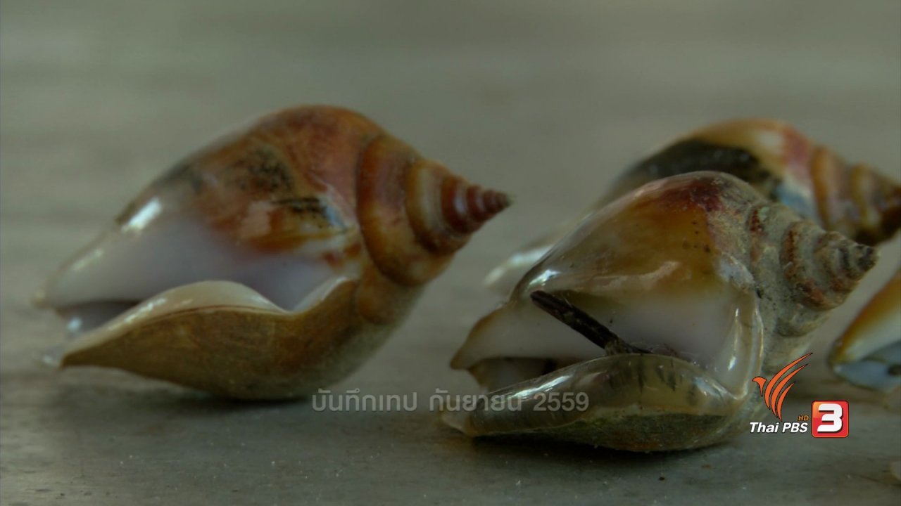 ข่าวค่ำ มิติใหม่ทั่วไทย - ตะลุยทั่วไทย : หอยชักตีน