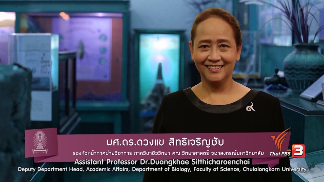 ข่าวค่ำ มิติใหม่ทั่วไทย - soเชี่ยว FAKE or FACT : ใช้ผงบอแรกซ์ฆ่าแมลงสาบได้จริงหรือไม่