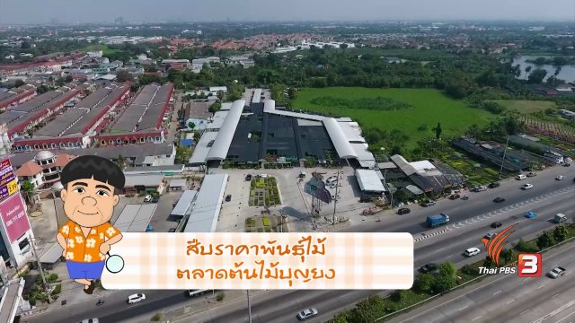 สายสืบเจาะตลาด : สืบราคาพันธุ์ไม้ ตลาดต้นไม้บุญยง