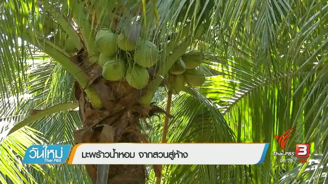 แปรรูปมะพร้าวน้ำหอม จากสวนสู่ห้าง