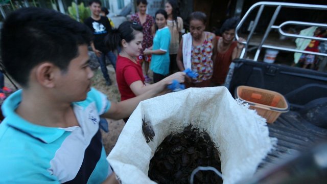 ปูนาหน้าแล้ง แห่งวังคก