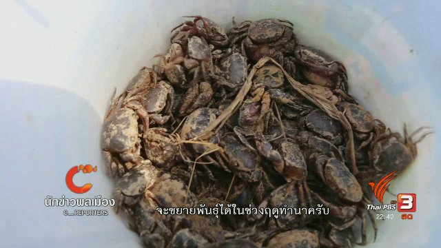 นักข่าวพลเมือง : ปูนา อาหารตามฤดูกาล จ.อุบลราชธานี