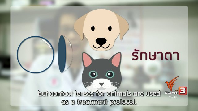 soเชี่ยว FAKE or FACT : คอนแทกเลนส์มีส่วนช่วยรักษาแมวที่กระจกตาอักเสบจริงหรือไม่