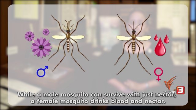 soเชี่ยว FAKE or FACT : คนที่มีเลือดกรุ๊ปโอ ยุงชอบกัดมากกว่าเลือดกรุ๊ปอื่นจริงหรือไม่