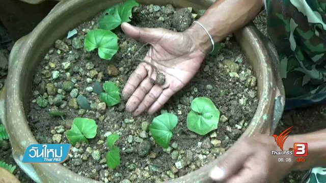 ค้นพบ "กล้วยไม้ดิน" สายพันธุ์ใหม่ของโลก