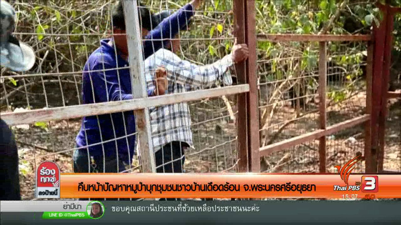 ร้องทุก(ข์) ลงป้ายนี้ - คืบหน้าปัญหาหมูป่าบุกชุมชนชาวบ้านเดือดร้อน จ.พระนครศรีอยุธยา