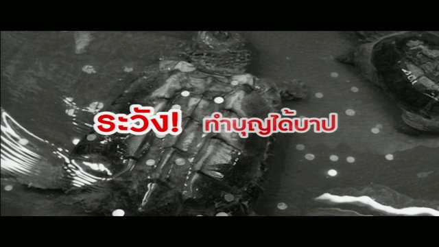 "โยนเหรียญลงบ่อสัตว์" พฤติกรรมเสี่ยงโชคสร้างโทษทางอ้อม!