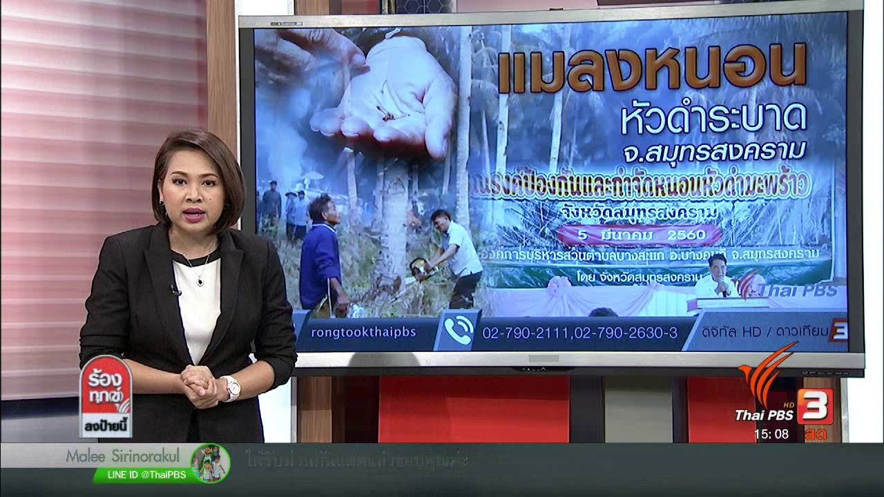 ร้องทุก(ข์) ลงป้ายนี้ - แมลงหนอนหัวดำระบาด จ.สมุทรสงคราม