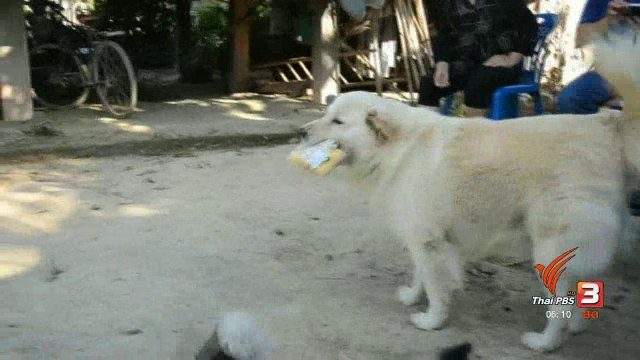 สุนัขแสนรู้ทำงานแลกเงินซื้อขนมกิน