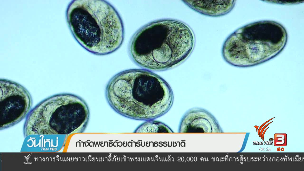 วันใหม่ ไทยพีบีเอส - 108 สุขภาพ : กำจัดพยาธิด้วยตำรับยาธรรมชาติ