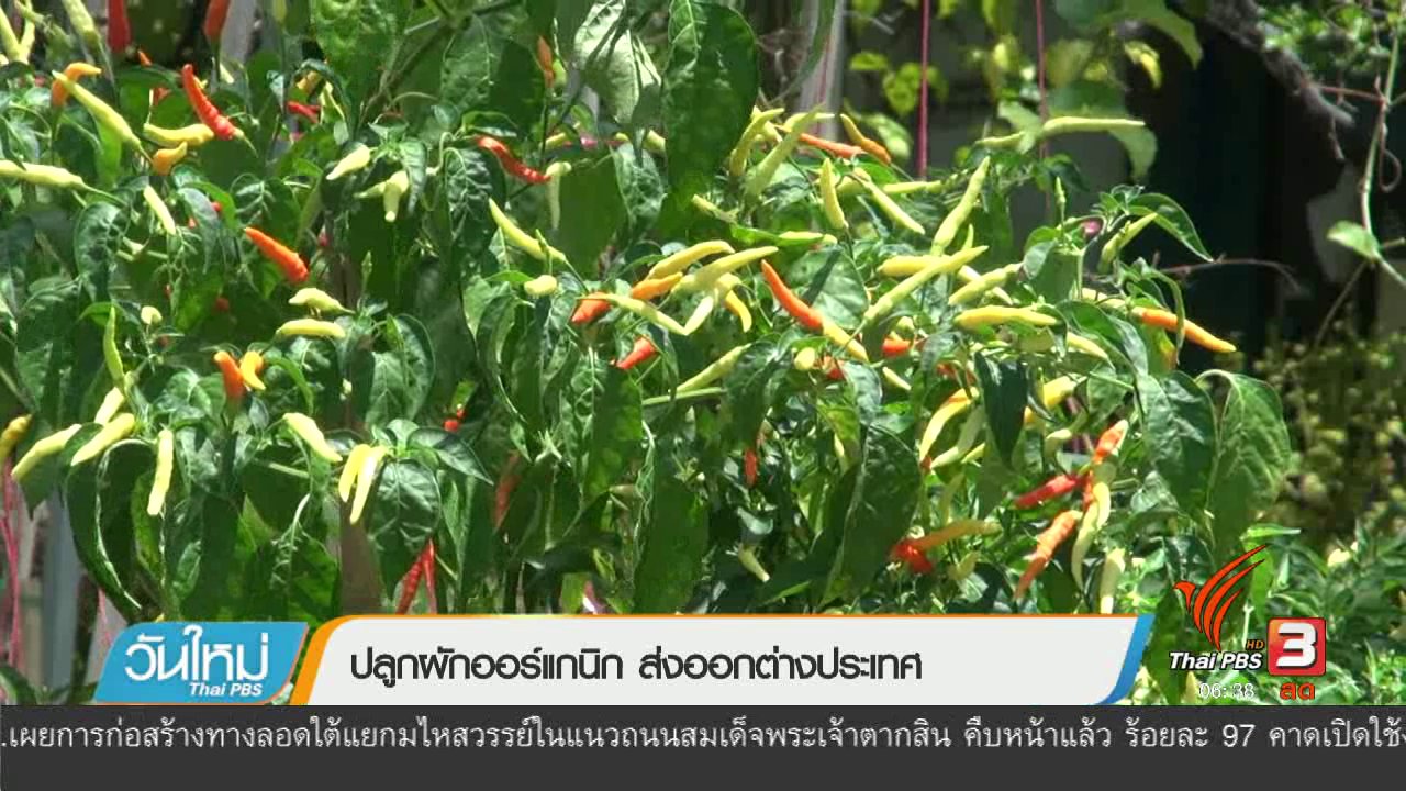 วันใหม่ ไทยพีบีเอส - ลงทุนทำกิน : ปลูกผักออร์แกนิก ส่งออกต่างประเทศ