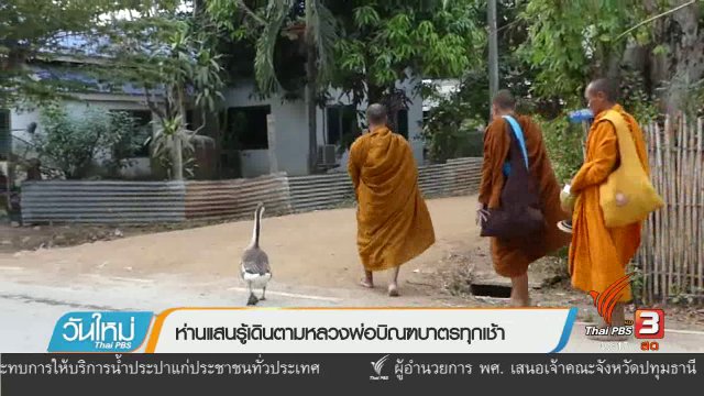 ห่านแสนรู้เดินตามหลวงพ่อบิณฑบาตรทุกเช้า