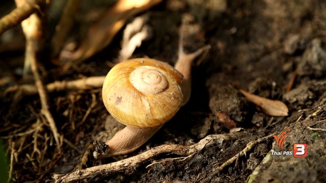 งานวิจัยหอยทากไทยสู่ผลิตภัณฑ์ความงาม