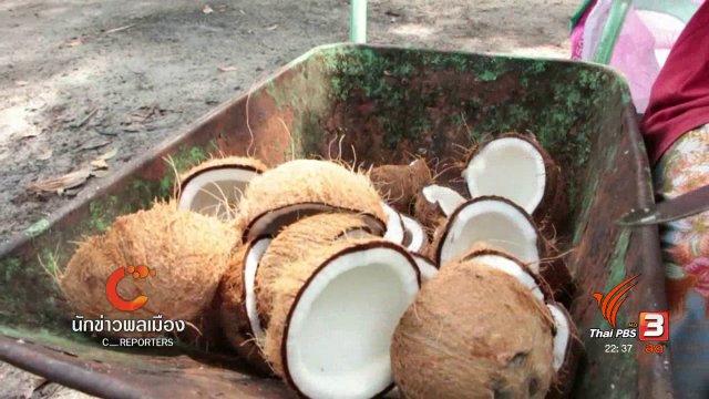 นักข่าวพลเมือง : มะพร้าวคั่ว สร้างอาชีพที่ยั่งยืน