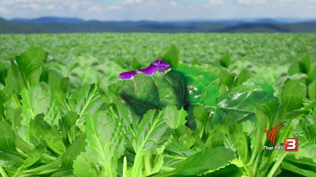 หนอนจอมซน