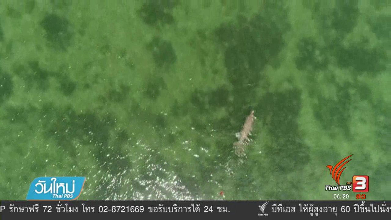 วันใหม่ ไทยพีบีเอส - พะยูนติดสัญญาณดาวเทียมใช้ชีวิตตามปกติ