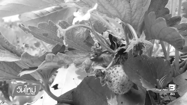 สารเคมีตกค้างสตรอว์เบอร์รี อ.สะเมิง จ.เชียงใหม่