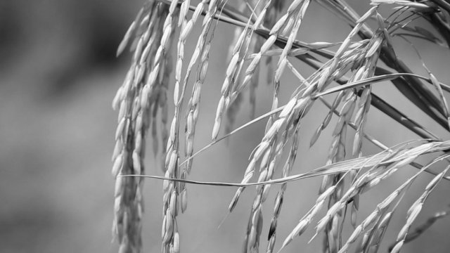 แม่โพสพนารีแห่งข้าว