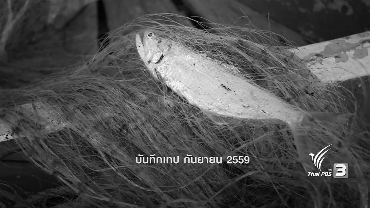 ข่าวค่ำ มิติใหม่ทั่วไทย - ตะลุยทั่วไทย : ปลาลูกแมว