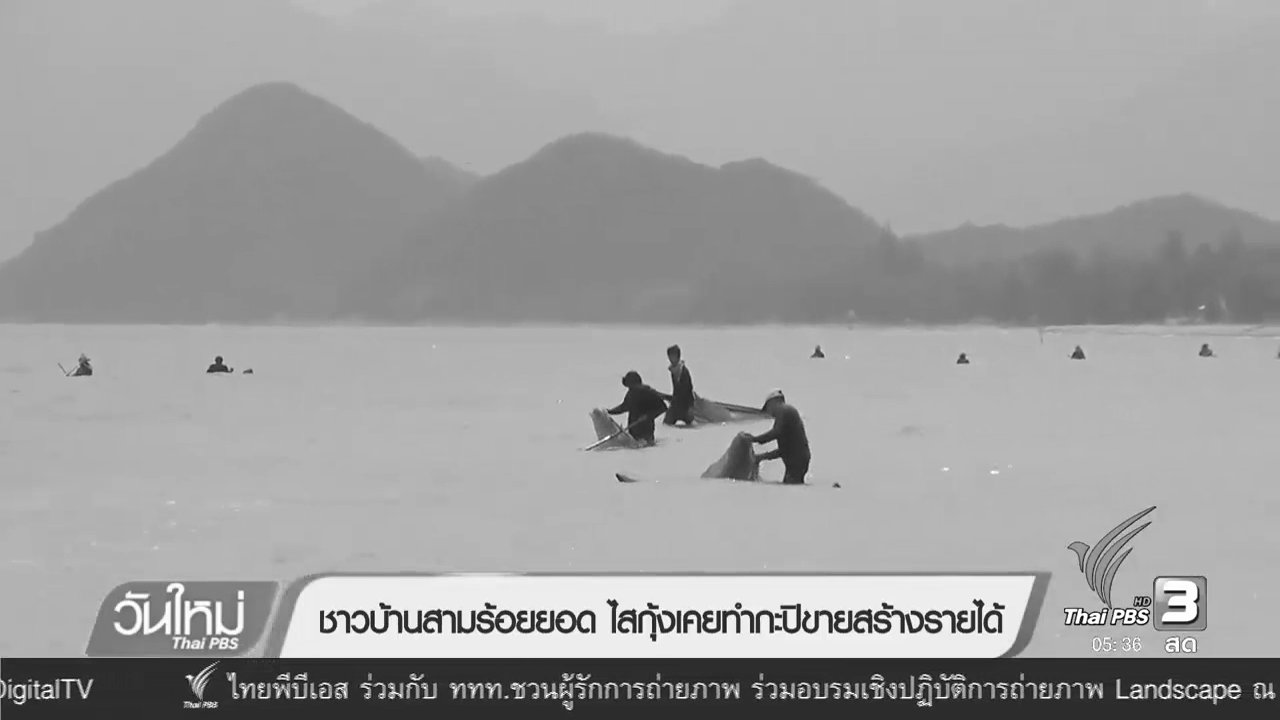 วันใหม่ ไทยพีบีเอส - ชาวบ้านสามร้อยยอด ไสกุ้งเคยทำกะปิสร้างรายได้