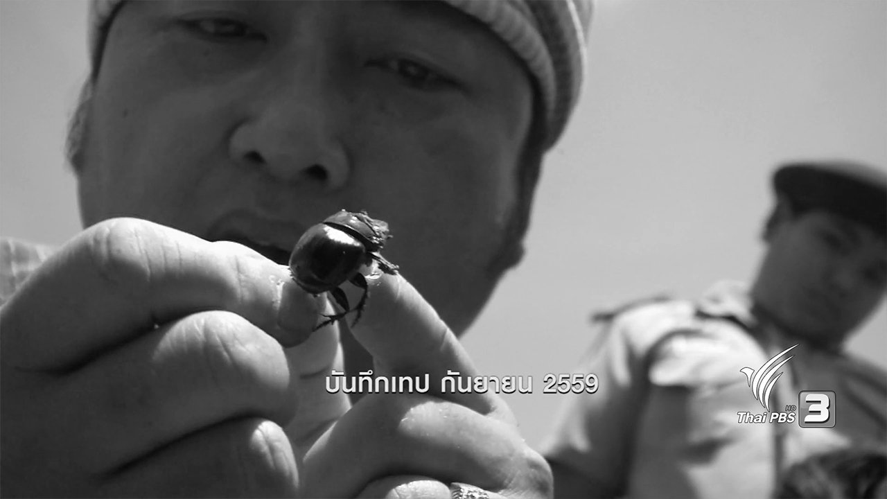 ข่าวค่ำ มิติใหม่ทั่วไทย - ตะลุยทั่วไทย : กุ๊ดจี่ขี้ควาย