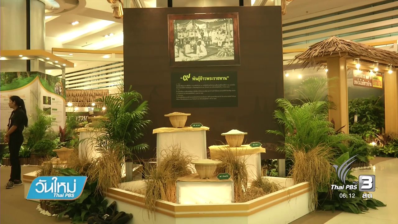 วันใหม่ ไทยพีบีเอส - ข้าวพันธุ์พื้นเมือง ตัวเลือกพ้นวิกฤตราคาข้าวตก