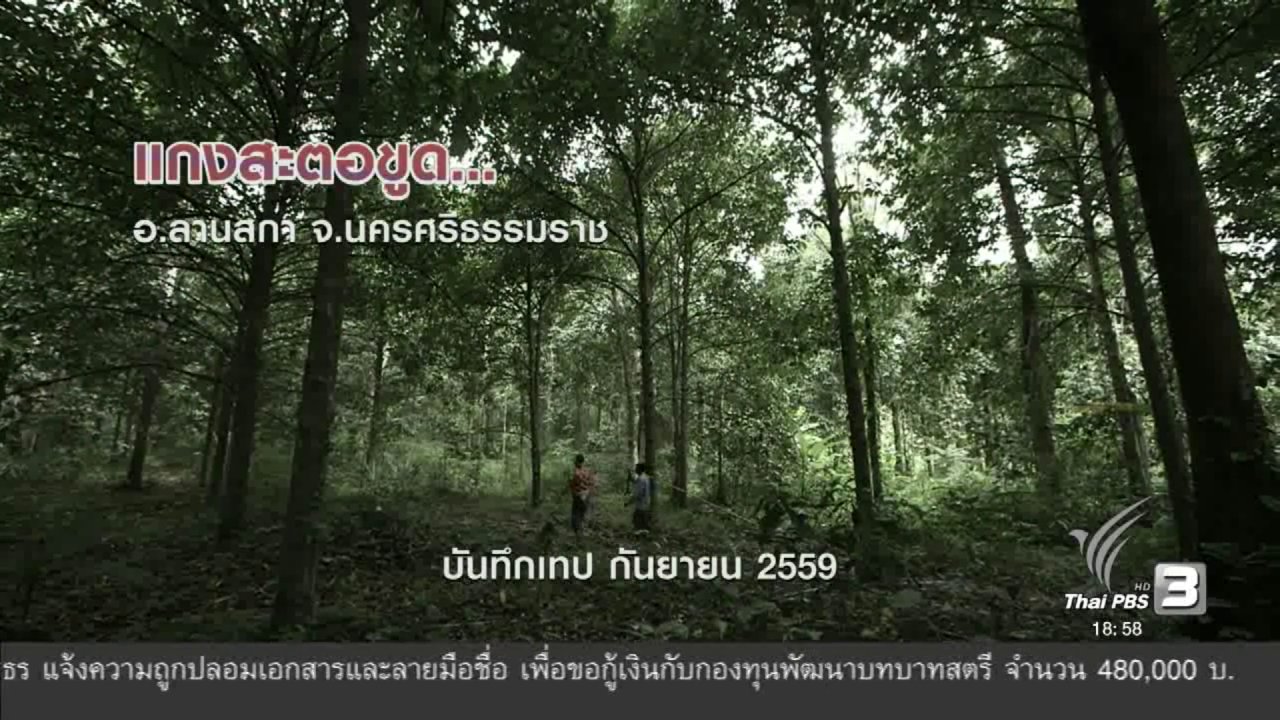 ข่าวค่ำ มิติใหม่ทั่วไทย - ตะลุยทั่วไทย : แกงสะตอขูด