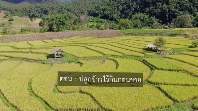 ปลูกข้าวไว้กินก่อนขาย