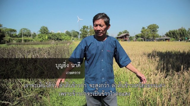 ปลูกข้าวหลายตา