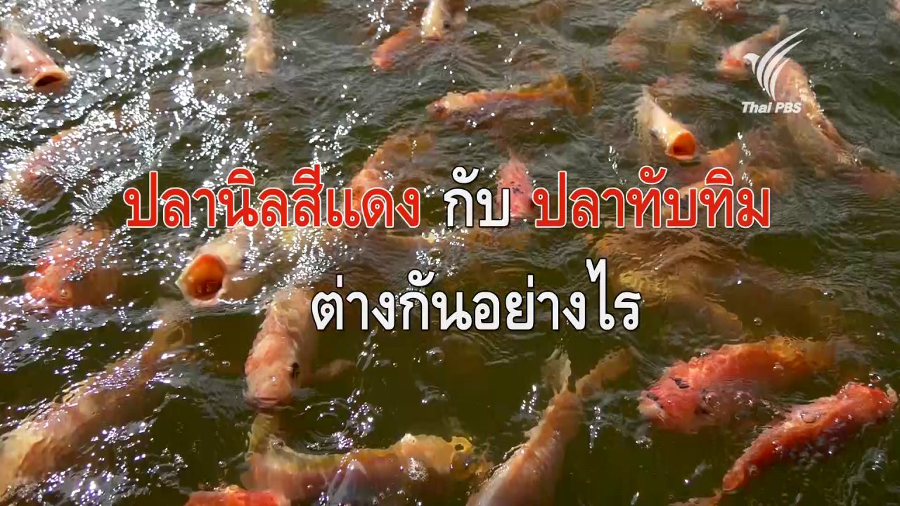 กินอยู่คือ - ปลานิลสีแดงกับปลาทับทิม ต่างกันอย่างไร