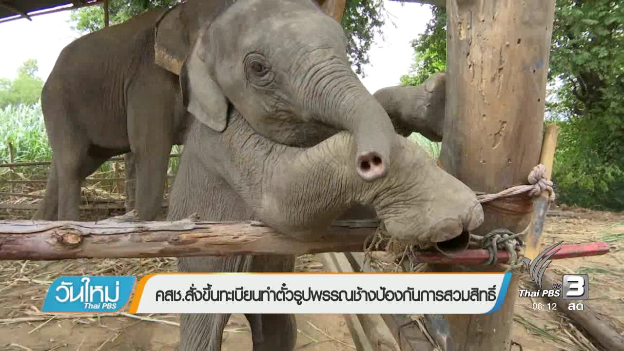 วันใหม่ ไทยพีบีเอส - คสช.สั่งขึ้นทะเบียนทำตั๋วรูปพรรณช้างป้องกันการสวมสิทธิ์