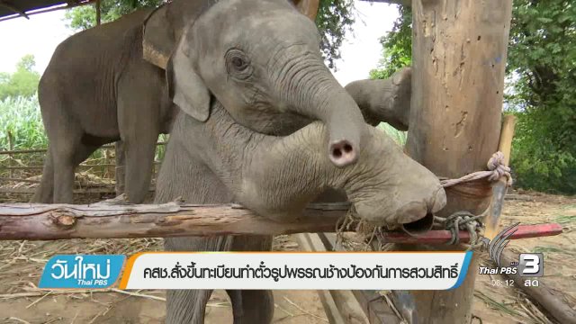 คสช.สั่งขึ้นทะเบียนทำตั๋วรูปพรรณช้างป้องกันการสวมสิทธิ์