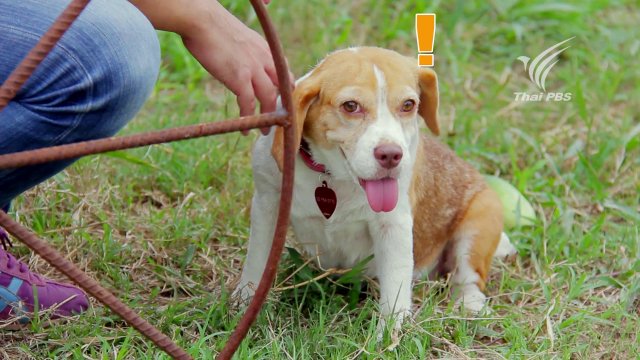 บททดสอบ ไข่ดาวตื่นตูม