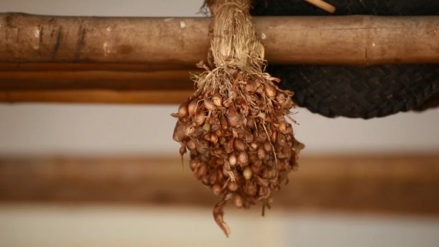 หอมแดงที่ศรีสะเกษ