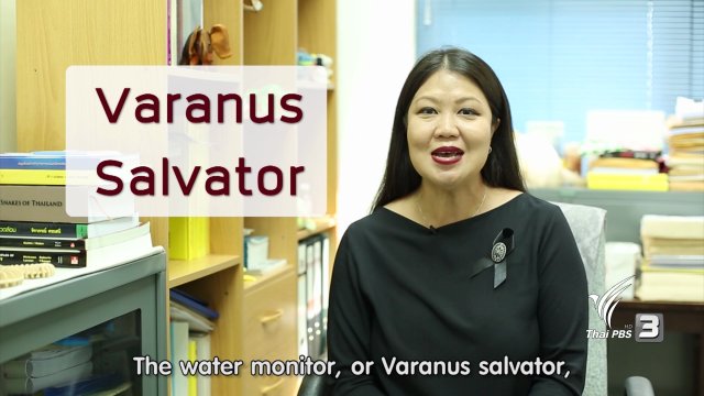 soเชี่ยว FAKE or FACT : ตัวเฮี้ยทำลายระบบนิเวศสวนลุมพินีจริงหรือไม่