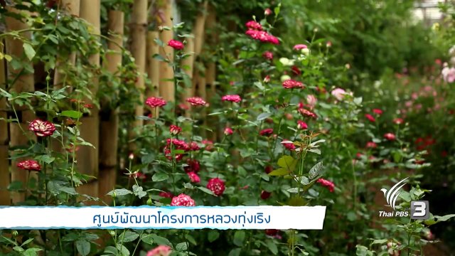 รู้สู้โรค : ศูนย์พัฒนาโครงการหลวงทุ่งเริง