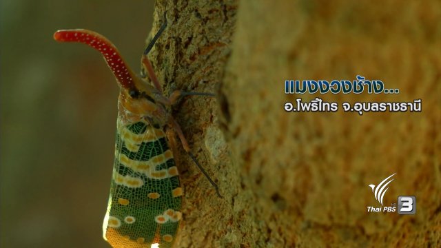 แมงงวงช้าง