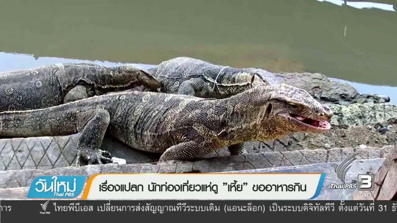 วันใหม่ ไทยพีบีเอส - เรื่องแปลกนักท่องเที่ยวแห่ดู "เหี้ย" ขออาหารกิน