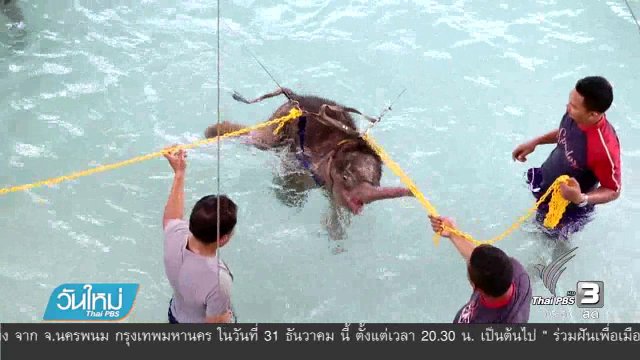 สวนนงนุชใช้ธาราบำบัดอาการป่วยลูกช้างป่า