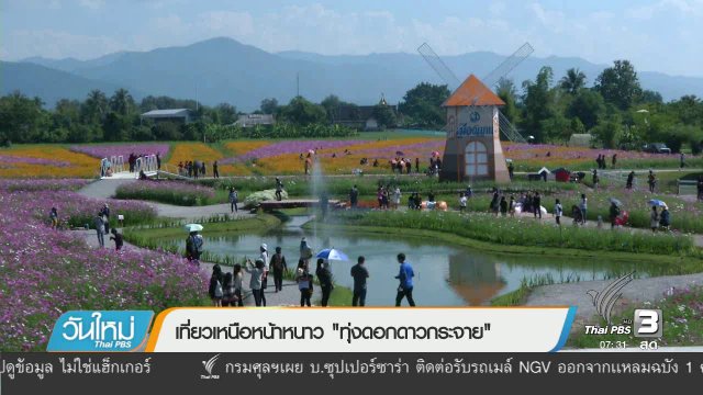 เที่ยวเหนือหน้าหนาว "ทุ่งดอกดาวกระจาย"