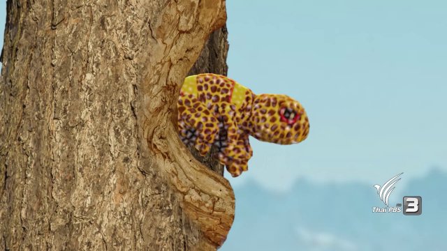 ลิซซี่ลอกคราบ