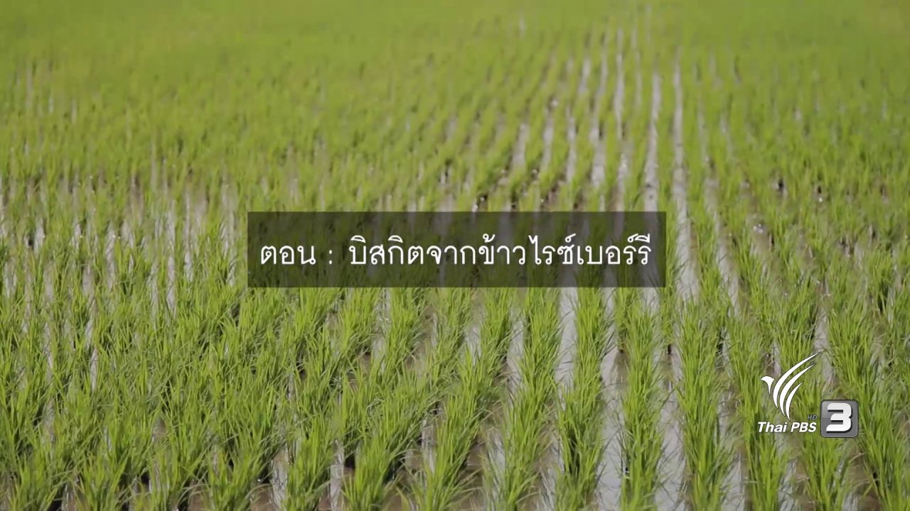 ปลูกวันแม่ เกี่ยววันพ่อ - บิสกิตจากข้าวไรซ์เบอร์รี