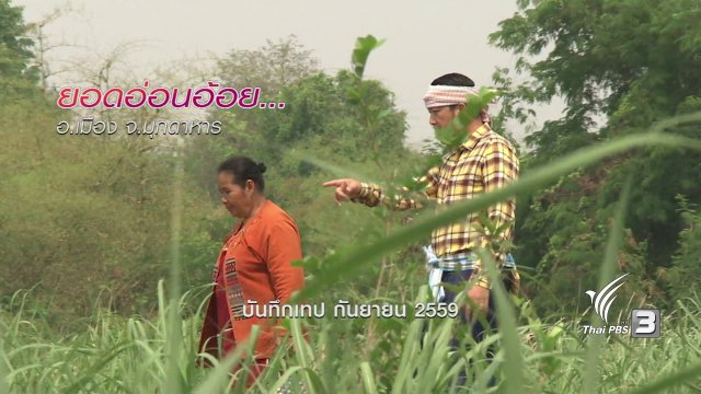 ตะลุยทั่วไทย : ยอดอ่อนอ้อย