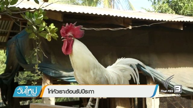 ไก่หัวเราะต้อนรับปีระกา